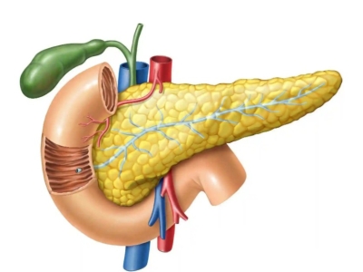 干細(xì)胞為什么可以治療2型糖尿??？