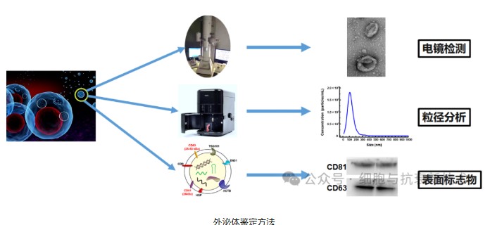 外泌體鑒定方法