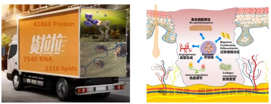 間充質干細胞外泌體修復肌膚機制