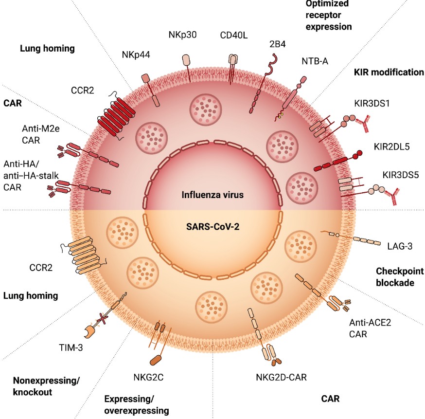 NK細(xì)胞作為殺傷細(xì)胞